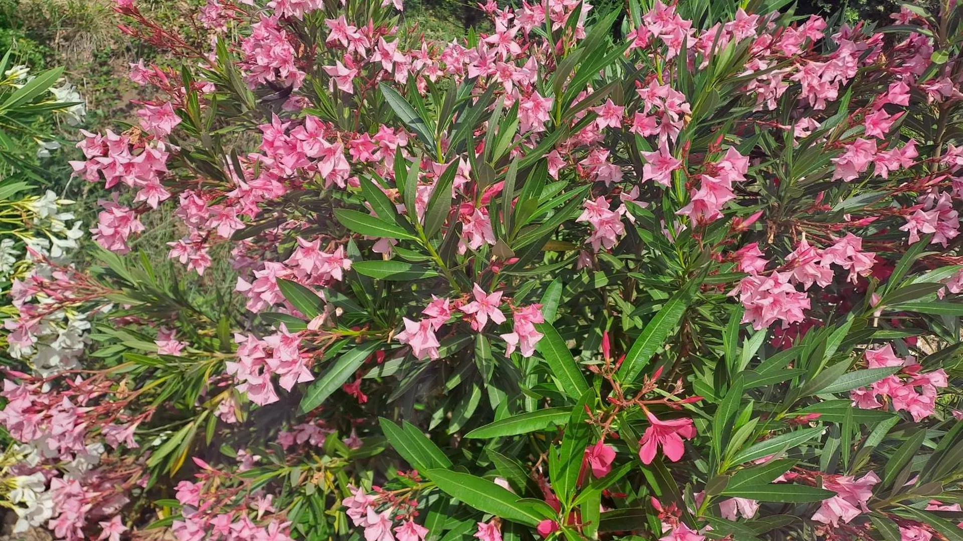 Le Gite Calluna Sablet France